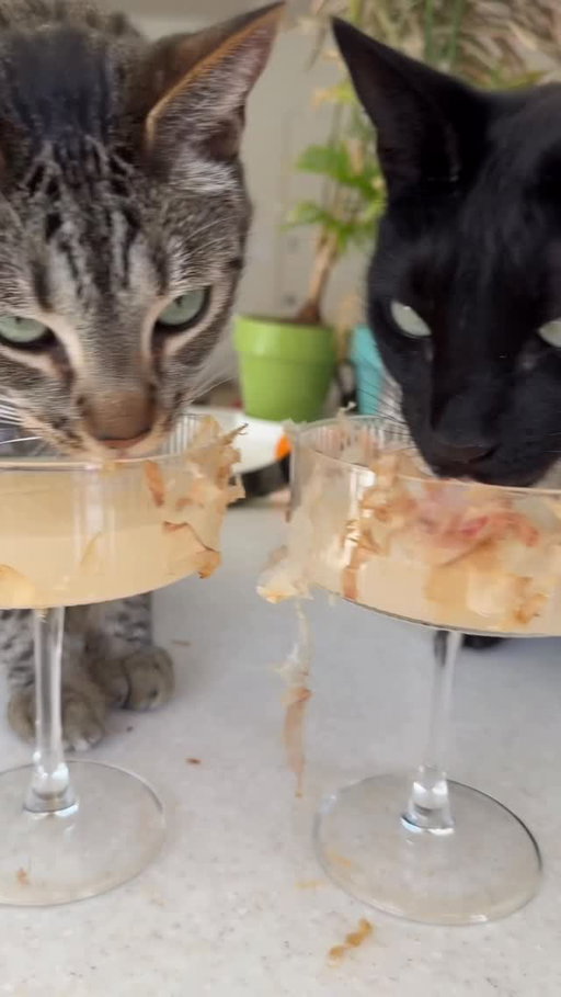 just a lil something to take the edge off

📸 @ottoandfuriends 

#FreshStep #CatMartini #CatParents #FYP #Friendsgiving