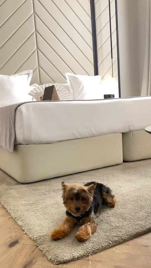 Viajar bien, dormir mejor y hacerlo juntos.
Descubre un hotel donde tu mascota es un huésped. ✨🐾🐕

•

Travel well, sleep even better and do it together.
Discover a hotel where your pet is treated as another cherished guest. ✨🐾🐕

#summumboutiquehotel #petfriendlyhotel #themeliacollection #palma