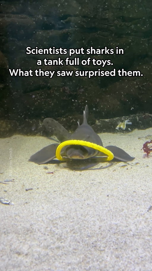 Do sharks play? In a new study, scientists observed sharks biting and nudging toys as well as swimming through hoops. In dogs or cats, experts would easily categorize these interactions as "play," but the lack of research into shark cognition and social behaviors makes understanding these findings more complicated. 

Learn more about the study and why researchers are divided at the link in bio. 

Video by Autumn Smith