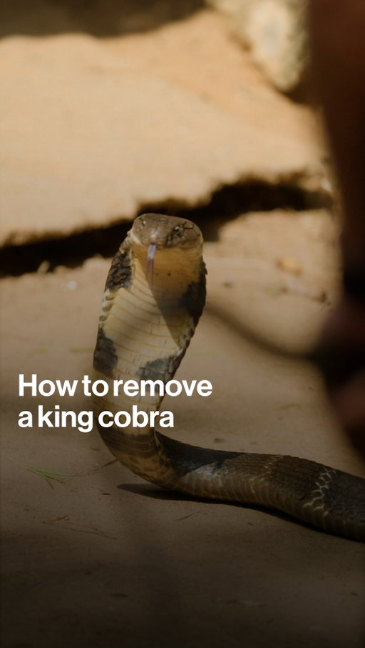 While filming in India, @nikolajwilliamcw was left speechless after coming across a king cobra hiding on the premises. 

He watched as an expert safely removed the enormous reptile from the home.

Watch An Optimist’s Guide to the Planet by tapping the link in bio.