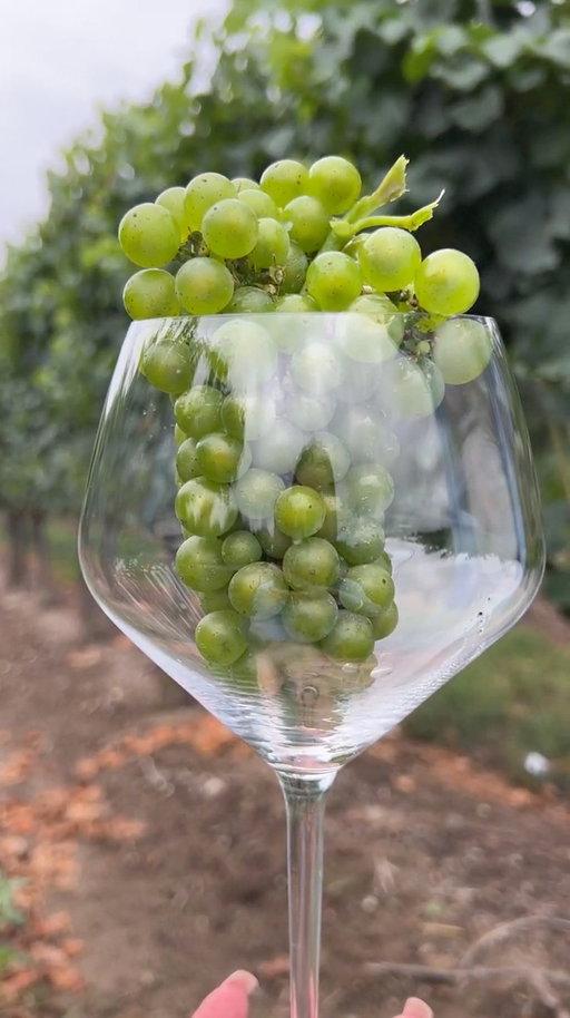 Our NEW Beamsville Chardonnay shows a clear, bright brassy hue. Aromas of golden apple, sun-kissed apricot, rock melon, & ripe pineapple are wrapped in a flinty minerality that adds zest and lift.⁠
⁠
Now available in person and online through the link in our bio. ⁠
⁠
#DLCJ #NiagaraWinery #NiagaraEstate #TerroirWine #NiagaraTerroir⁠
#ThomasBachelder #AwardWinningWines #HandPickedGrapes #PinotNoir #Chardonnay #CoolChardonnay #CoolClimateWineMaking #CanadianWineIndustry #BurgundianStyleWines #OntarioVineyard #NiagaraVineyard #NiagaraWineClub #WineMaker #WineCountry #RootedInCool