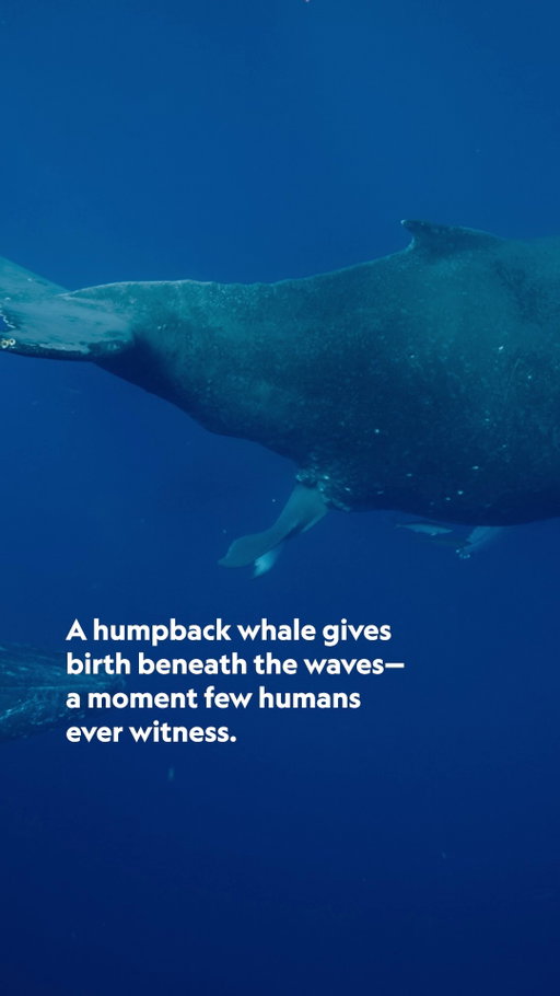 Rarely seen by humans, a humpback whale birth is a truly special moment 💙 Now that it has entered the world, this humpback calf will spend the next 10 years of its life growing to its full adult size. 

#IncredibleAnimalJourneys is now streaming on @DisneyPlus.