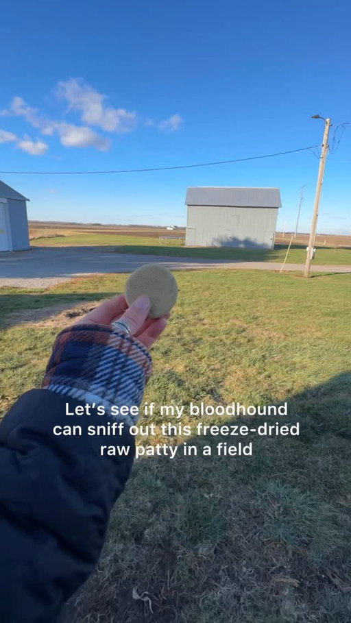 Just a dog, a field and his freeze dried raw patty 💚

Our Grass-Fed Beef Freeze Dried Raw Patties are pure raw nutrition. Made from a single protein blend of 95% meat, organ and bone and finished with organic veggies and superfoods. This high quality recipe can be fed as a complete and balanced meal or treat!