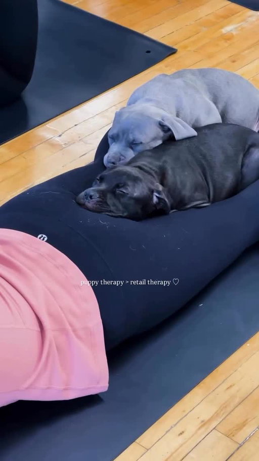 Puppy therapy > retail therapy 💁‍♀️

This is Black Friday for dog people, done right 🖤

This weekend only, enjoy 20% off or more on the best holiday gifts to give dog people: Puppy Sphere gift cards, tickets, AND Class Packs 🐶 Click the link in our bio to shop!

#blackfriday #selfcare #puppies #puppyyoga