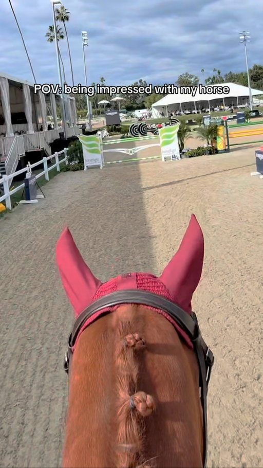 he truly WOWs me 🥹❤️ Ruby jumped the moon for me & earned himself a boatload of his favorite cookies after this one!! 

#equestrian #equestrianlife #equestriansofinstagram #horselover #horsesofinstagram #showjumping #horseshow