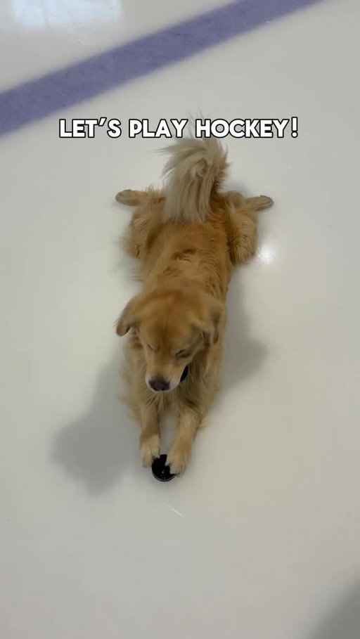 I didn’t think Drake had any tricks left to show us on the ice… until he started diving on the puck with both paws and going right into the double sploot 🙈

#Goldenretriever #hockeylife #hockey