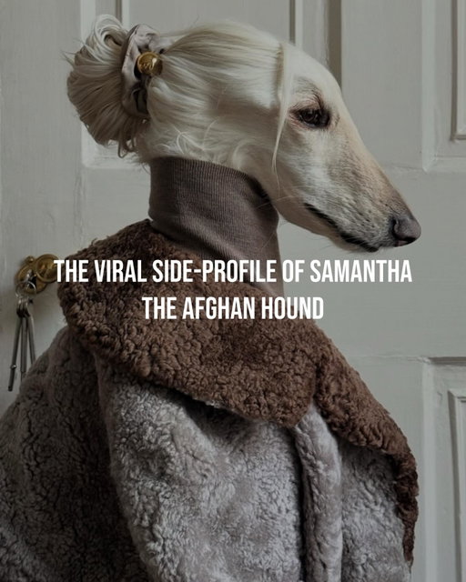 Someone needs to make this dog a brand-ambassador asap