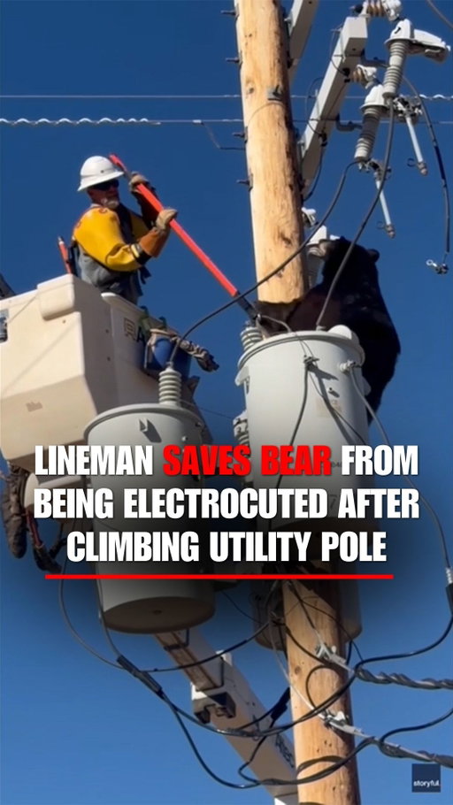 POWER STRUGGLE: A lineman successfully coaxed a bear off a utility pole in Arizona after it risked being electrocuted. The animal eventually dropped from the pole and ran off unharmed.