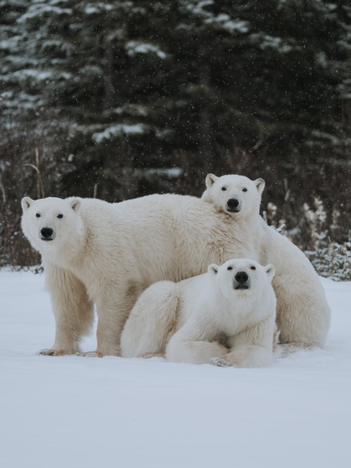 I just returned from Nanuk Polar Bear Lodge with @churchillwildsafaris and what a potent reminder of the privilege we possess to be living the same timeline amongst so many wondrous beings and within so many primordial places.

The Kaska Coast is nestled on the Hudson Bay - this confluence of arctic and sub arctic conditions make for a unique landscape with, to my surprise, a swath of uniquely adapted wildlife.

Here, every morning presents a set of unknowns; What would the day bring? Who would we see? What would we see? Where will we go? 

The days are short this time of year, with ~7 hours of daylight we made the most of every single second. Polar bears, snowy owls, ptarmigan, moose, red fox, ravens and lemmings were all but a daily occurrence. And the novelty of each sighting never wore off.

I mean, how could it? To be on the landscape with any animal is special. But to be on the landscape with polar bears? You have to understand, this is not something I ever thought I’d experience in this lifetime.

These photos are a small collection of the thousands I took while at Nanuk. A reflection of the wonder I felt in the presence of such ancient timelines presently unfolding. And I, a front row seat to it all.

#sonyalpha #sonyalphafemale #natgeoyourshotpoy25