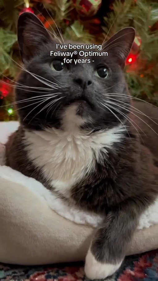 @feliwayus X @lucilletherescuecat 
—
#ad | Between the decorations, the boxes, and the changes about the house, the holiday season can be a stressful time for cats! A I love using Feliway® Optimum to help my girls feel secure through it all. It’s unscented, drug-free, and backed by over 25 years of feline stress expertise!
The Black Friday deals on Amazon are happening now - perfect time to stock up while they last! 19)
#Feliway #FeliwayOptimum FeliwayPartner typ