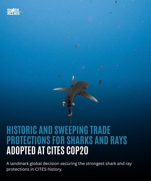 A historic moment for shark and ray conservation. At CITES CoP20 in Samarkand, every single proposal to strengthen global trade protections passed, the most comprehensive advance for sharks and rays in the convention’s history. More than 50 governments backed listings that cover over 70 species, from whale sharks and oceanic whitetips to manta and devil rays, wedgefish, giant guitarfish, gulper sharks, smoothhounds, and tope sharks.

These decisions arrive at a critical time. Over 37 percent of shark and ray species are threatened with extinction, pelagic sharks have declined by more than 70 percent in 50 years, and reef sharks are now functionally extinct on one in five surveyed reefs. CITES remains the only global agreement with the legal authority to restrict the international trade driving these losses. Today’s votes close major loopholes in fin, gill plate, and meat markets, offering species in freefall a genuine chance at recovery.

As Luke Warwick of WCS said, “The world chose action over extinction today.” Now the momentum must carry through final plenary and into rapid implementation.

Read the full article through the link in our bio.