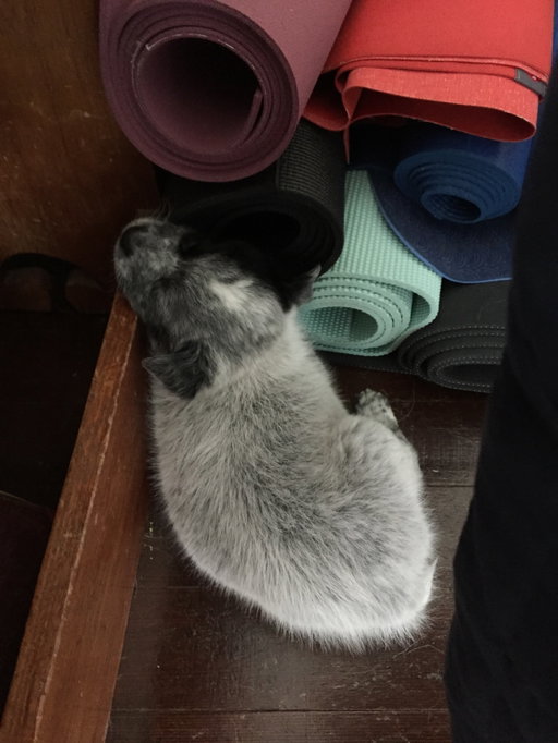 Behold a fuzzy baby Benji. Found sleeping by the yoga mats as a puppy. He was and still is soft as can be. 

Let December be soft I say. Soft as can be. 

~ December rest filled practice calendar avail, link in bio, or in my stories. It’s free 🕊️