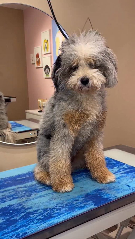 Dripping in dirt 
.
#doggrooming #dogsbylogan