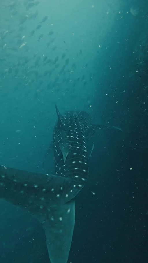 A moment I have waited years for🥹🦈

I had been researching places to ethically see a whale shark in the wild and I knew Koh Tao was a known spot for them, but due to the weather and time of season I didn’t think it would be possible this trip…thanks to @newwaydiving_kohtao & @ehogeus we took the very first trip to sail rock after the storms and I CANT BELIEVE WHAT WE SAW!! My first ever whale shark🦈🦈 

#scubadive #whaleshark #travelthailand🇹🇭
