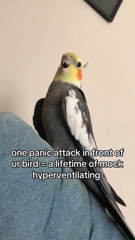 Is that a mockingbird?
(TT / birdtakes)