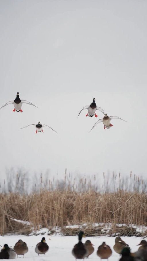 Tag a friend that would still miss… 

🎥: @josh_hsu_media 

#ducksunlimited #waterfowl #conservation #outdoors #ducks #du