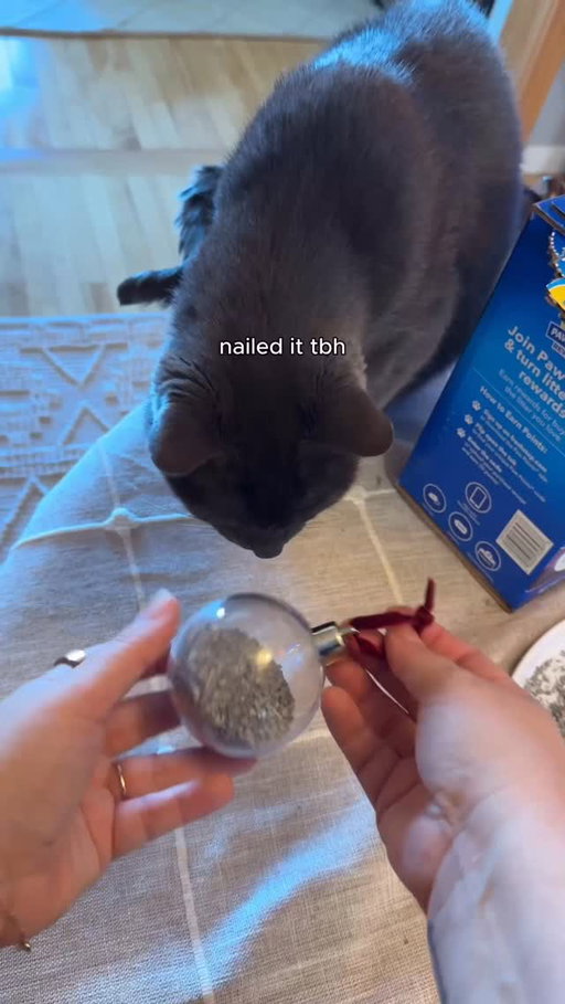 i luv decorating for Littermas 🤪🎄

#HolidaySeason #XmasDecorations #FreshStep #cats_of_instagram #
