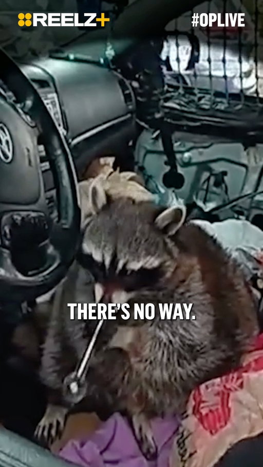 🦝 That Virginia liquor-store raccoon made headlines this week — but he’s got nothing on our legendary On Patrol: Live bandit! 👀🔥 #OPLive #OPNation #REELZ