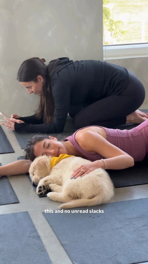 This could be you this weekend 👀

Toronto, we heard you: Golden Retriever puppy yoga is back again this weekend in our Glow Studio! 💛

🗓️ Saturday, Dec 6th & Sunday, Dec 7th
📍 639 Queen Street W
🔗 Grab tickets at the link in our bio before they’re gone!

#goldenretriever #goldenpuppy #puppy #puppyyoga