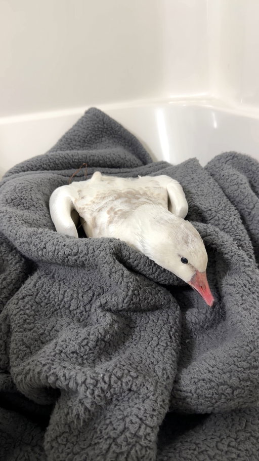 I really hope it survives the night. I’ll give you all an update in the morning! #gooserescue #sbmowing