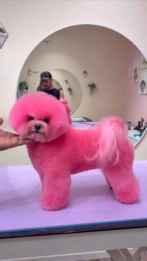 What happened to her?!
.
#dogs #dogsbylogan #doggrooming
