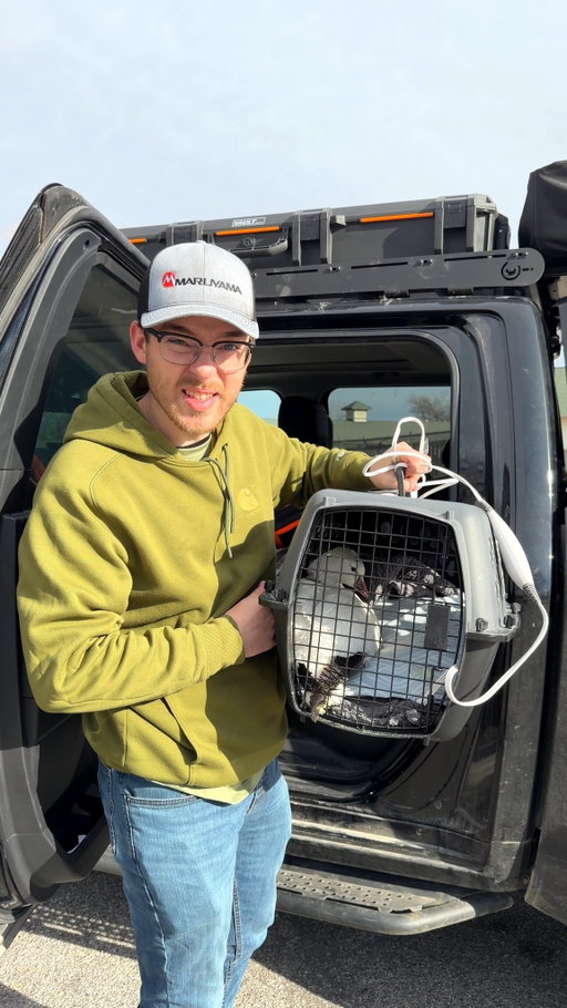Update on Gary the Goose #GooseRescue #SBMowing