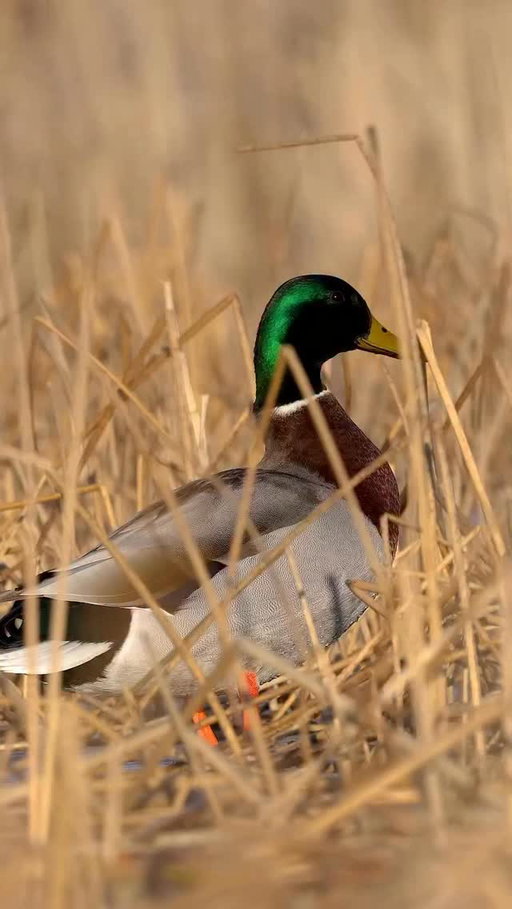 Sunny day mallard! 

🎥: @matthewryancreative 

#ducksunlimited #waterfowl #conservation #outdoors #ducks #du