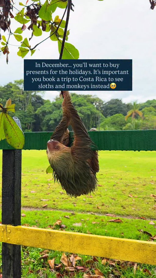 This > presents 

We’ve been together for 17 years and we never exchange material gifts at the holidays, but always plan adventures or trips! I highly recommend booking a trip to Costa Rica to see so many sloths and monkeys!🥹🥹

Do you exchange gifts?