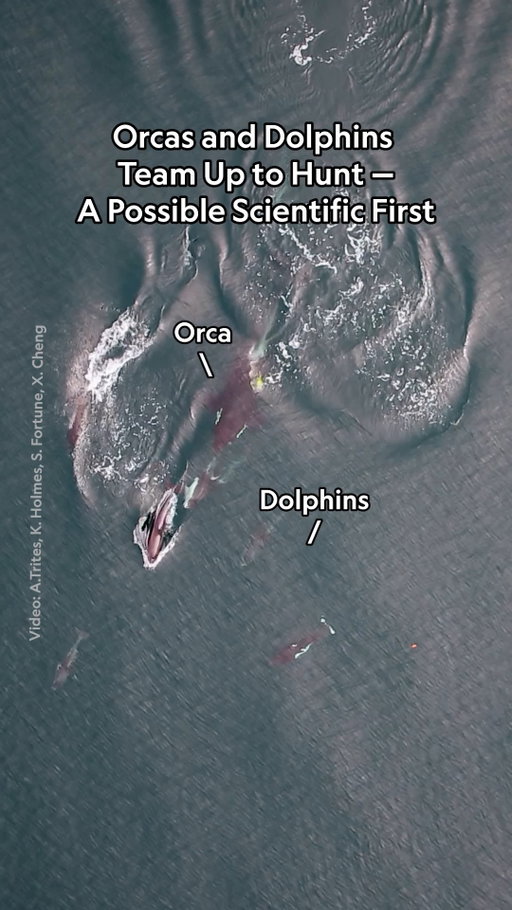When scientists in British Columbia attached cameras onto northern resident killer whales, also known as orcas, and followed them with drones, they were astonished to see behavior that's never been observed before: the orcas appeared to be coordinating with Pacific white-sided dolphins to hunt. Now, the researchers are questioning whether this is normal behavior that's simply been recorded for the first time, or if these species are employing new tactics in response to food scarcity. 

Learn more at the link in bio.

Video by University Of British Columbia (A.Trites), Dalhousie University (S. Fortune), Hakai Institute (K. Holmes), Leibniz Institute For Zoo And Wildlife Research (X. Cheng)