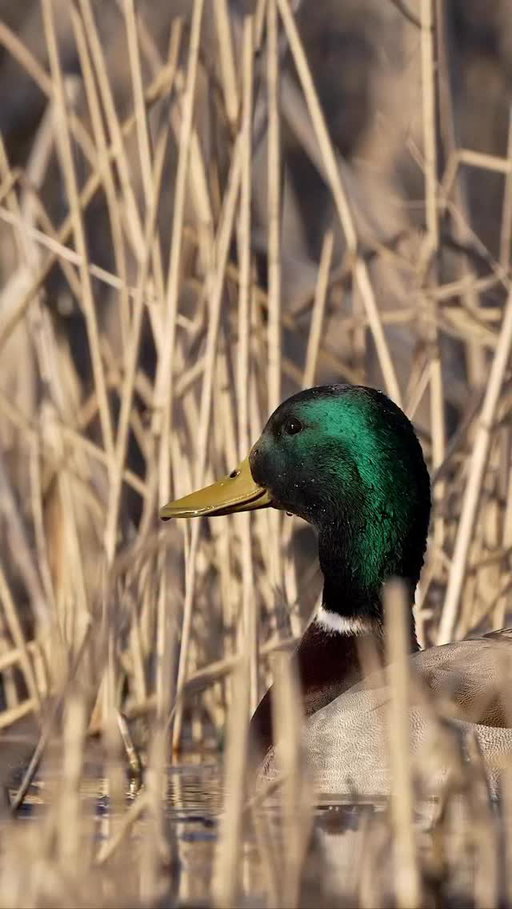 Did you know the slow raehb-raehb-raehb call is used by the drake mallard to draw attention to himself for the purpose of attracting a mate? This same call is also used to alert other mallards of the presence of a predator.

🎥: @matthewryancreative 

#ducksunlimited #waterfowl #conservation #outdoors #ducks #du