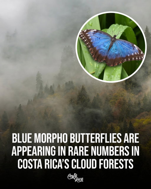 Costa Rica’s cloud forests are glowing blue and guides say it’s one of the strongest Blue Morpho seasons they’ve seen in years.🦋🇨🇷

💡Naturalists in Monteverde report unusually high numbers of Blue Morpho butterflies, thanks to a perfect mix of humidity, flowering patterns, and early-season warmth.

💡The increase in blooms means more nectar sources and more chances for travelers to witness these iconic butterflies drifting through the misty forest canopy.

💡Known for their iridescent wings that flash electric blue in the sun, Blue Morphos are one of Costa Rica’s most magical sights and this season is becoming something truly special.

Have you ever seen a Blue Morpho in the wild? 🦋👇

📍Costa Rica
