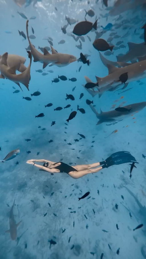 Maldives is beautiful ! 🩵 @shadowpalmmaldives @maldives.friends  @joy_underwater_ 
What an amazing team to explore the underwater world here 🙏🏻🫶🏼💕
#freediving #sharks #maldives #oceanlover