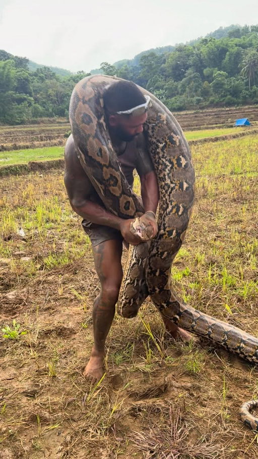 Monster 300lb python I can’t even pick it up 🫠