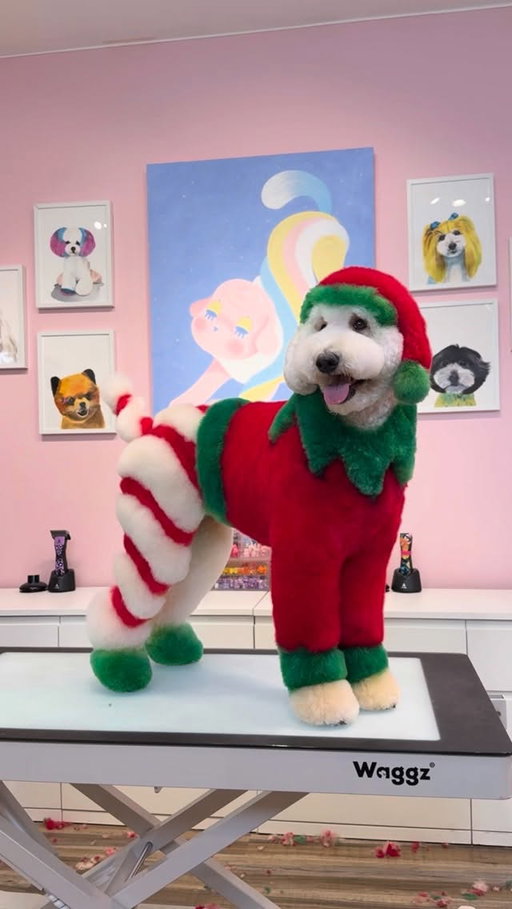 Turning Edea into a Christmas elf ! 🎄
.
#christmas #doggrooming #dogs