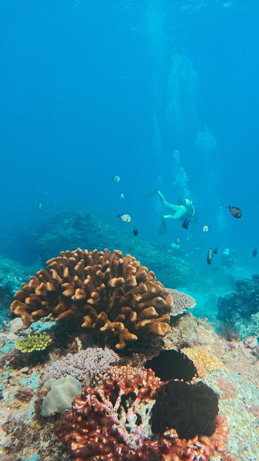 Let’s be honest,

 a dive is always more fun with a buddy!🫧🤿