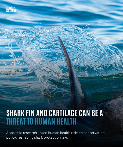 Over the past two decades, academic medicine has played a critical role in shaping shark conservation policy in the United States by grounding legislation in public health evidence. Research highlighted in this Review shows how shark fins and cartilage bioaccumulate harmful substances such as methylmercury and the neurotoxin BMAA, which has been linked to Alzheimer’s disease, ALS, and other neurodegenerative conditions. These findings reframed shark finning not only as a conservation crisis but also as a human health issue, strengthening the scientific case behind landmark legislation including the Shark Finning Prohibition Act, the Shark Conservation Act, and the Shark Fin Sales Elimination Act.

The Review also documents how rigorous clinical research dismantled long standing medical myths that fueled demand for shark products. Multiple peer-reviewed studies and clinical trials demonstrated that shark cartilage offers no benefit in cancer treatment and may cause significant adverse health effects, including gastrointestinal issues, low blood pressure, and neurological risks. By debunking these claims, academic medical institutions helped remove a key driver of the shark fin trade, reinforcing evidence-based medicine while supporting comprehensive conservation outcomes.

Thank you to Michael Turtz, MPA, and Michael Dobbs, MD, MHCM for their important work, and we encourage everyone to read the full Review using the link in our bio.