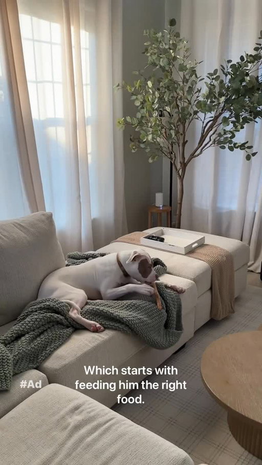 #Ad #HillsPartner As a new pet parent, sometimes you can feel guilty for not doing all the right things. But with @hillspet Nutrition, I’m helping keep Roman not only happy, but healthy. As Roman grows I’ve been looking for a food blend to support his needs I decided on the Hill’s Science Diet and his reaction thus far has been amazing! #HillsPetNutrition