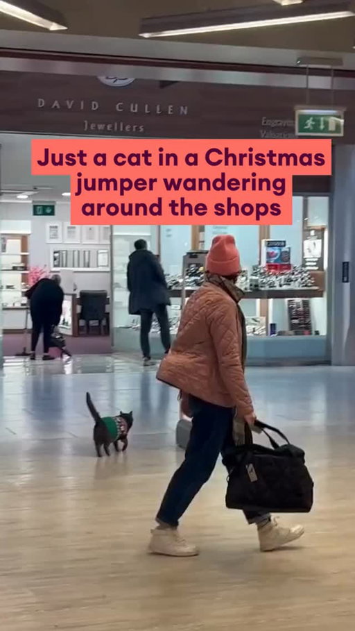 What a distinguished looking kitty in their little Christmas jumper 🎅🎄 ⁠
⁠
Video by @gilli_hurley