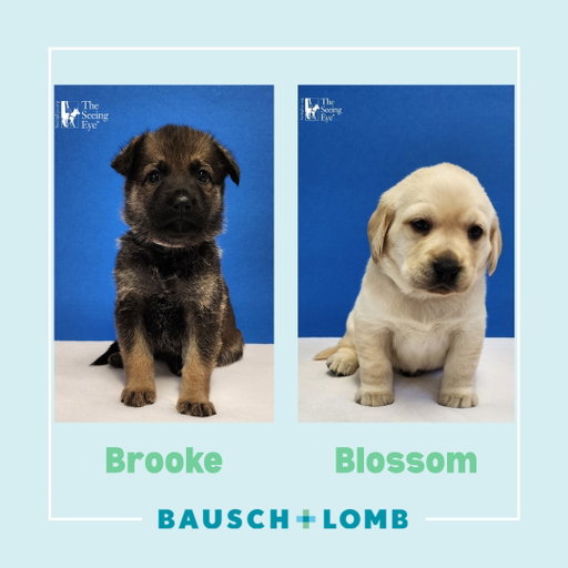 🌟 Meet Brooke & Blossom! 🌟
 
Introducing the two adorable puppies we’re sponsoring in 2026 from @theseeingeye. These dogs are just beginning their journey toward becoming future Seeing Eye dogs – and we’re proud to support them every step of the way. 🐾 

This holiday season, we’re deepening our commitment with a donation drive to collect essential supplies for The Seeing Eye®. From training toys to grooming items and everyday necessities, donations help these pups – and so many others – grow, learn and thrive. 🐶 

Together, we can make a meaningful impact – helping bring enhanced independence and dignity to people who are blind. It’s one small but heartfelt way we’re helping people see better to live better – one wagging tail at a time. 💛 

#SeeBetterLiveBetter #TheSeeingEye #GuideDogs