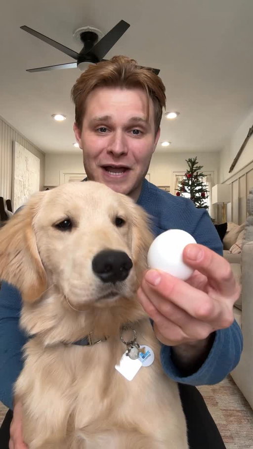 Will our golden retriever Otis break his egg or keep it safe?!