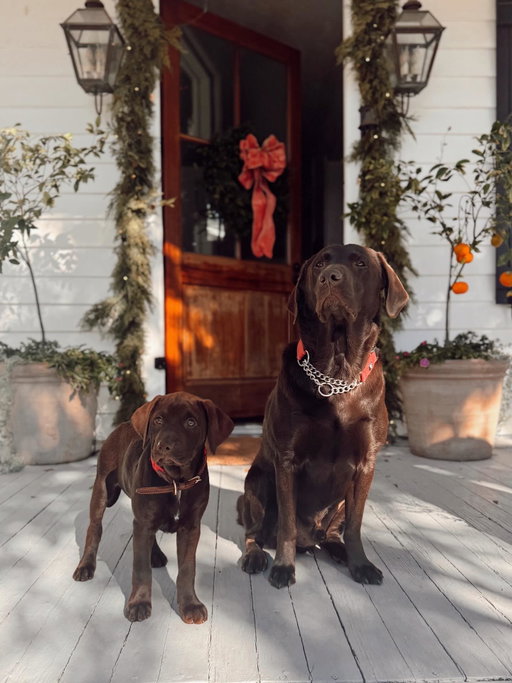 Meet Penny ❤️

#chocolatelabpuppy #chocolatelabs #rescuepup