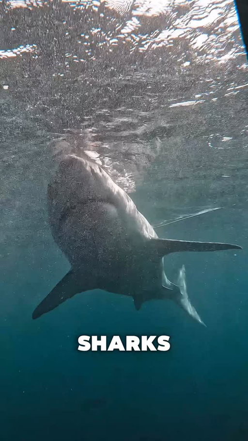 I went cage diving with great white sharks on the first day of my period…

…and it wasn’t dangerous.

The idea that sharks are attracted to menstruation is a myth, and it’s one that’s kept too many women afraid of the ocean.

Understanding the ocean changes how we move through it, with respect rather than fear.

Grateful to experience this in beautiful New Zealand with @sharkexperiencebluff 

Would you still do it? 

#SharkMyths #DiveLikeAGirl #WomenInTheOcean #GreatWhiteShark #SharkDiving #OceanEducation #FearVsFacts #PeriodTalk