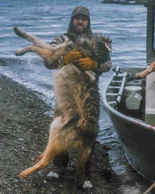 Wolf management in this country tends to bring out extremes. On one end are folks who think wolves should be wiped off the map. On the other are those who believe they should never be touched at all. Neither position leaves much room for biology.

In Southeast Alaska, where these photos were taken and later shared on our YouTube channel, Clay joined his friend David Benitz to trap wolves in areas where deer, moose and other wildlife have taken a real hit.

As Benitz puts it, “You're not going to wipe them out. But you do have to keep them in check."

Predator management is a hot-button issue, no doubt. But wildlife policy works best when it’s built on ecological reality, not personal sentiment or internet outrage.
