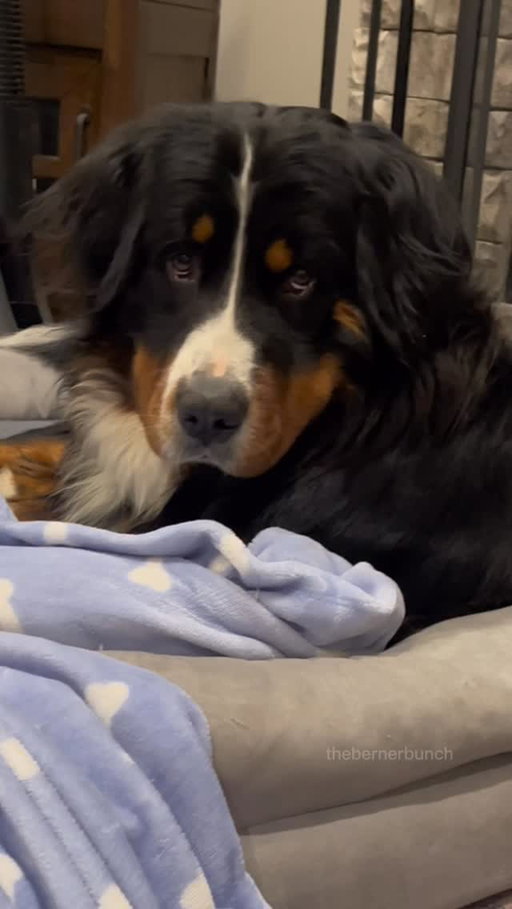 It’s the dramatic plop for me 😂

#bernesemountaindog #funnydog #funnydogvideos