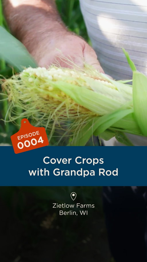 There's more than cows on the dairy 🚜 🌱 60% of Wisconsin dairy farms grow cover crops, like rye and wheat, to keep soil in place and healthy for season after season. Let's hear more from Katrina's Grandpa Rod.​

What cover crops do you see growing in Wisconsin?

#BeLikeAFarmer #AmericasDairyland #WIDairy #ProudlyWisconsin #SupportLocal #HerdItHere
#RegenerativeAg #SoilHealth
