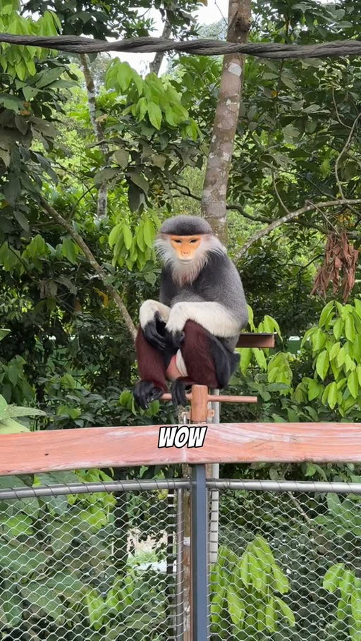 Douc Langur. The world’s RAREST monkey 🤯

If you’re lucky, you can spot this guy in the wild in Danang, Vietnam, OR do what we did and go to Rainforest WILD Asia at @mandaiwildlifereserve in Singapore to find them 😁

#douclangur #singapore #asia #cuteanimals #travelbucketlist