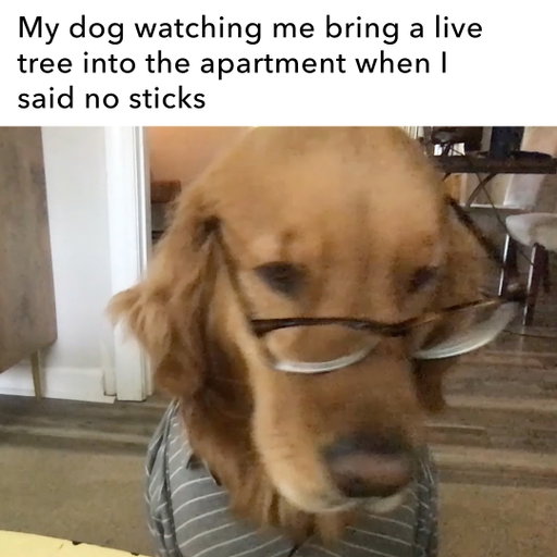 These sticks are for festivities, not chew-tivities. 🌲

#ApartmentLiving #ApartmentPets #HolidayApartment
