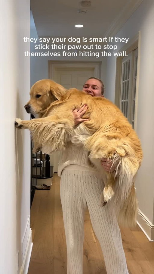 Drake was not in the mode for my antics today 🙈 

I thought he would go face first into the wall but jokes on me bc now I have his little nail marks on the wall 😂 him hitting it the first time was my fault 🫠

Guess how much Drake weighs… 
#goldenretriever #funnypets #dayinthelife