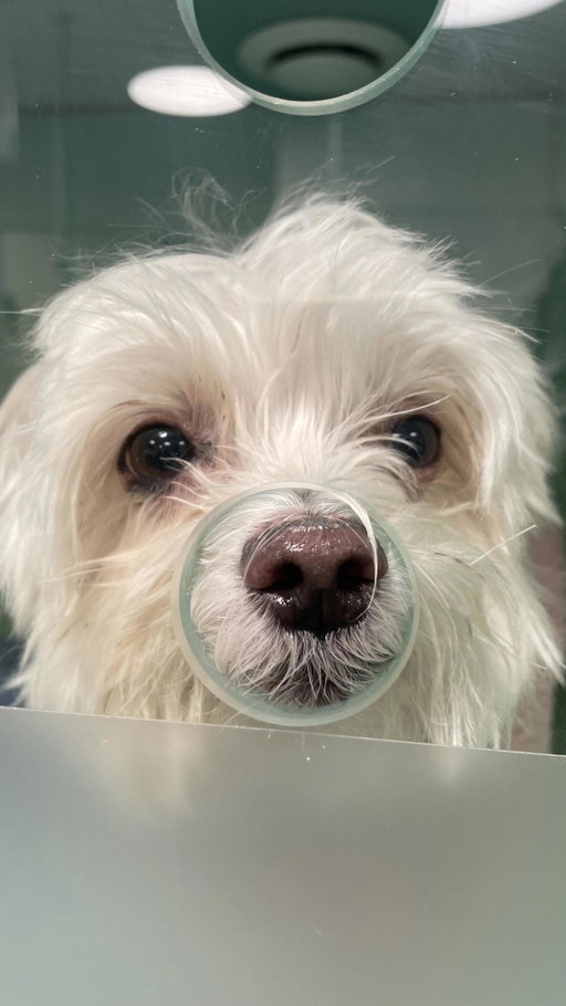 since this is at 2 million views on the other app, I’m sharing here too 🥹🫶🏽 animals waking up from anesthesia is so niche and special omg & thank you @modernanimal for caring for my bb