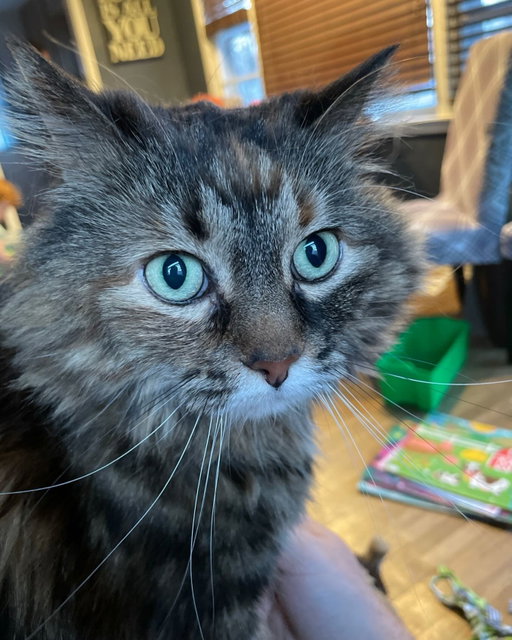 Yesterday we said goodbye to my sweet girl. 12 years ago I became a cat person, she was a big personality. For my wife’s birthday I took her to the Humane society to adopt a different cat, then that cat pooped on her new sweater. As we were leaving peanut reached out of the cage and put her paw on Katharine’s shoulder. We took her home the next day. She was surrendered because she was “too independent”. Thank you whoever surrendered her, she was a true friend to my family and the perfect princess to our castle. Hug your loved ones fur or otherwise.